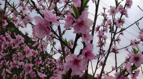 花梨镇：恰是春暖花开时，又是一年赏花季